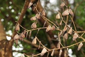 Ceylon Blue butterflies wintering on Amami-Oshima Island