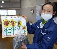 Sunflowers spur grassroots exchanges with Fukushima