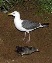 Black-tailed gull steals fish from rhinoceros auklet