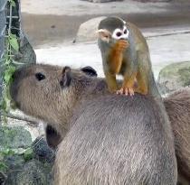Capybara, squirrel monkey gain popularity at Saitama zoo