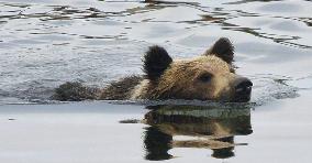 Co-existing with bears at Japan World Heritage site Shiretoko