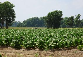 Child labor, worker health at U.S. tobacco farms called into question