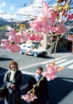 Cherry trees bloom in Izu