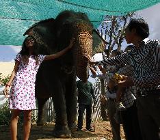 Cambodia's celebrated elephant Sambo to retire soon