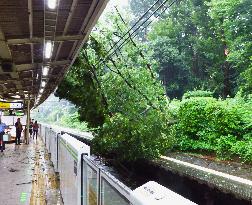 Tree falls down at Harajuku Station due to typhoon