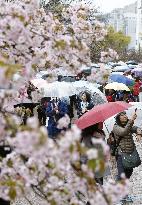 Japan Mint opens cherry tree-lined walkway