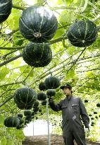 "Flying pumpkins" to be harvested in Hokkaido