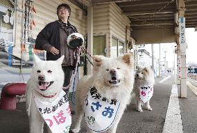 Akita dog Wasao charms passengers