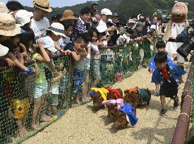 Race of boar-pig hybrids in Japan