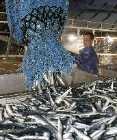 Catch of saury in northern Japan