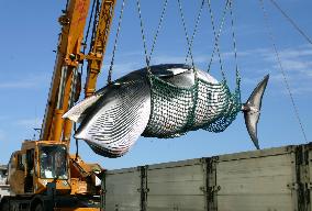 Research institute begins whaling off Hokkaido
