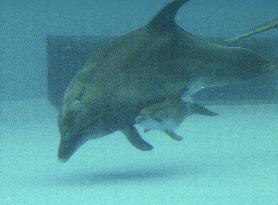 Baby dolphin swims with mother