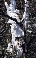 (3)White-robed cult wraps trees along Gifu road