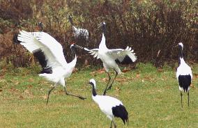 Japanese cranes fly to Tsurui village in Hokkaido