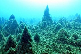 Benthic moss pillars in Antarctic lake