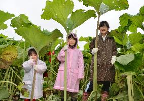 Harvest season for largest Japanese butterburs in Hokkaido