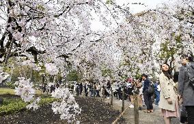 Cherry blossoms in Tokyo