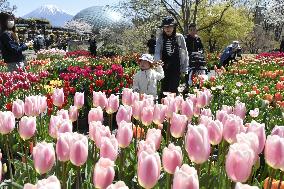 Tulip festival in Japan