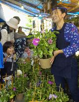 Annual morning-glory market begins