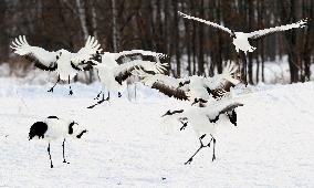 Cranes gather in snowy Hokkaido