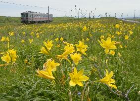 Train runs along natural garden of lemon daylilies