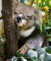 Oldest koala in Japan dies