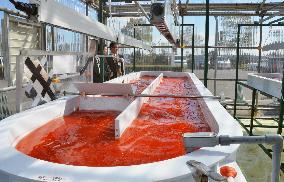 Japan-U.S. joint venture grows algae with use of CO2 from waste unit