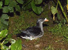 Rhinoceros auklet seabird returns to nest on Hokkaido islet