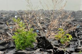 Radioactive waste from decontamination in Fukushima cause concerns