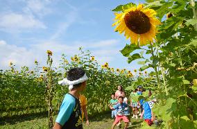 Sunflower field maze in Japan