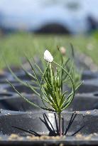 Tree-planting drive in tsunami-hit Miyagi spawns hope for fresh greenery