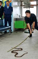 Police officers learn to tackle venomous snake in southwest Japan