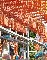 Production of persimmons-on-a-stick at peak