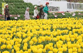 Tulip Fair kicks off in central Japan
