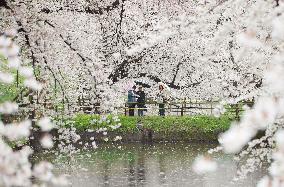 Cherry blossoms in full bloom at Aomori park