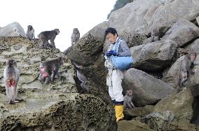 Monkeys on Japanese island