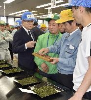 First Japanese green tea harvest