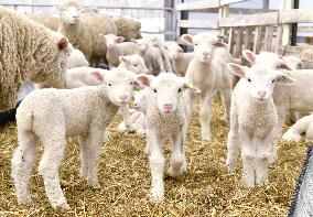Lambs being raised in Hokkaido park
