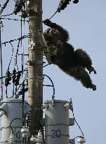 Chimp caught in residential area after escaping from Sendai zoo