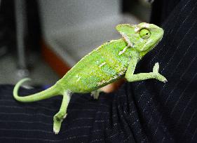 Stray chameleon kept at Kawasaki police station