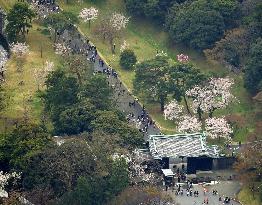 Cherry blossoms at Imperial Palace