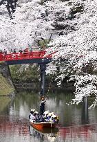 Cherry blossoms in Japan