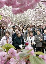 560-meter 'sakura' flower corridor in Osaka