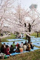 Cherry trees in full bloom in southern Hokkaido