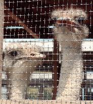 (4) Ostrich meat gaining popularity
