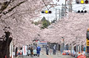 Cherry blossoms in full bloom in roped-off area near Fukushima nuke plant