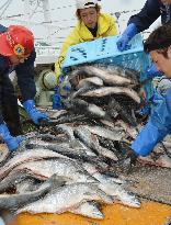 Salmon haul from Russian EEZ land in Hokkaido