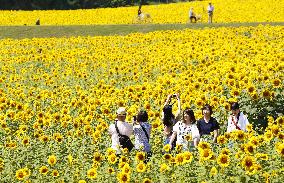 Best season to view sunflowers in Hokkaido town