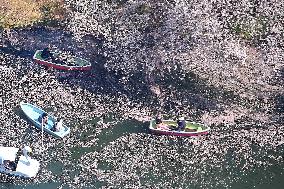 Cherry blossoms in Tokyo