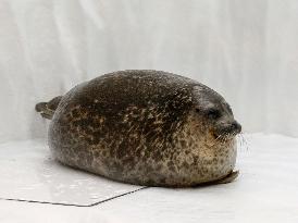 Chubby seal in Japan